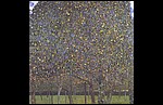 pear tree 1903.jpg
